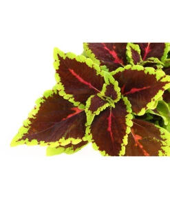 Beet- & Balkonpflanzen-Set Farbexplosion, 6-teilig -Gartenmöbel Store 8811127 PR DE 006 BuntnesselSolenostemonT13DehnerExpressHerzig