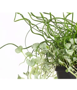 Pflanzen-Duo Herbstregen 9 Pflanzen-Duo Herbstregen -Gartenmöbel Store 8811820 WE DE 001 DichondraJuncusSilberregenLiebeslockenT12DehnerExpressHerzig