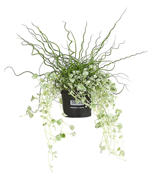 Pflanzen-Duo Herbstregen 3 Pflanzen-Duo Herbstregen