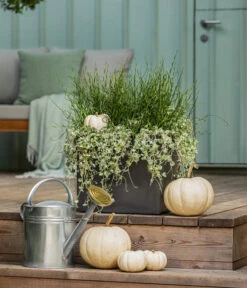 Pflanzen-Duo Herbstregen 8 Pflanzen-Duo Herbstregen -Gartenmöbel Store 8811820 WE MO 001 DichondraJunkusSilberregenLiebeslockenT12 GC13 2022