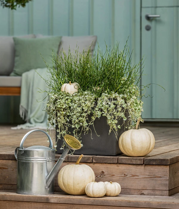 Pflanzen-Duo Herbstregen 5 Pflanzen-Duo Herbstregen – Bild 3