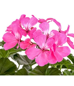 Bodendecker-Geranie 'Caliente Dark', Verschiedene Farben -Gartenmöbel Store 8813479 PR DE 001 PelargoniumInterspezificBodendeckerGeranieCalienteDarkPinkDehnerExpressHerzig