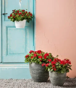 Bodendecker-Geranie 'Caliente Dark', Verschiedene Farben -Gartenmöbel Store 8813479 WE MO 001 BodendeckergeranieCalienteDarkT13