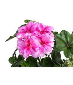 Hängegeranie 'Corriente' -Gartenmöbel Store 8813743 WE DE 001 GeranieHae CorrienteT12