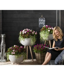 Silberregen -Gartenmöbel Store 8814634 WE MO 003 ImpatiensNeuGuineaDichondraCelosiaVenezuela2021GC15