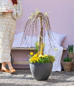 Dehner Gourmet Garten Zitronen-Thymian 9 Dehner Gourmet Garten Zitronen-Thymian -Gartenmöbel Store 8815011 WE MO 001 FrueheFarbefuersZuhauseGelb