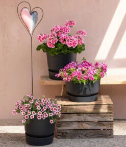 Elho Kunststoff-Topf Greenville, Ca. Ø19/H18 Cm 7 Elho Kunststoff-Topf Greenville, Ca. Ø19/H18 Cm -Gartenmöbel Store 8815938 6769020 6714232 8811580 8818445 WE MO 001 MHPRosenaugeKnutschfleck