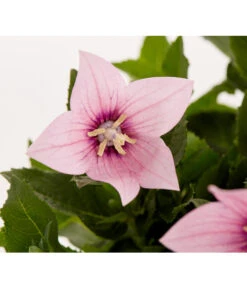 Ballonblume, Verschiedene Farben -Gartenmöbel Store 8817124 PR DE 001 PlatycodonGrandiflorusBallonblumeDehnerExpressZS