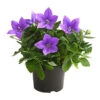 Ballonblume, Verschiedene Farben -Gartenmöbel Store 8817124 PR FS 001 BallonblumePlatycodonGrandiflorusT13MixBlauDehnerHerzig