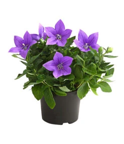 Ballonblume, Verschiedene Farben