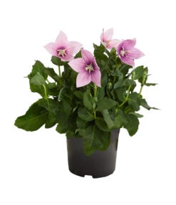 Ballonblume, Verschiedene Farben -Gartenmöbel Store 8817124 PR FS 001 PlatycodonGrandiflorusBallonblumeDehnerZS
