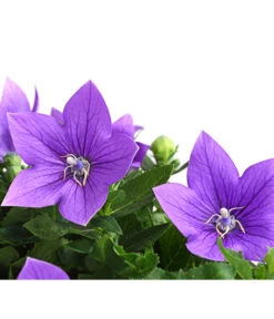 Ballonblume, Verschiedene Farben -Gartenmöbel Store 8817124 WE DE 001 BallonblumePlatycodonGrandiflorusMixT12BlauDehnerExpressHerzig