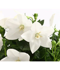 Ballonblume, Verschiedene Farben -Gartenmöbel Store 8817124 WE DE 001 PlatycodonBallonblumeMixWeissT12DehnerExpressHerzig