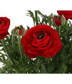 Beet- & Balkonpflanzen-Set Bunter Frühling, 6-teilig -Gartenmöbel Store 8817348 PR DE 006 RanukelnT14DehnerExpressHerzig