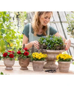 Ranunkel, Verschiedene Farben -Gartenmöbel Store 8817355 6874812 6855456 8244501 8808214 WE MO 001 GC02 2022