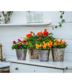 Ranunkel, Verschiedene Farben -Gartenmöbel Store 8817355 8810079 WE MO 001 RanunkelnGaensebluemchen