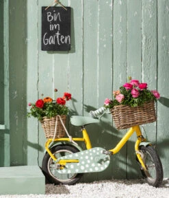 Ranunkel-Duo -Gartenmöbel Store 8817355 8823098 WE MO 013 RanunkelnHahnenfussRanunculusAsiaticusT11