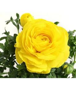 Ranunkel, Verschiedene Farben -Gartenmöbel Store 8817355 PR DE 002 RanunkelnT11DehnerExpressHerzig