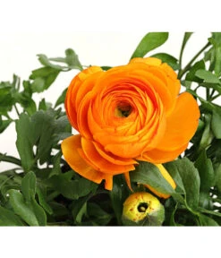 Beet- & Balkonpflanzen-Set Oranger Frühling, 6-teilig -Gartenmöbel Store 8817355 PR DE 003 RanunkelnT11DehnerExpressHerzig