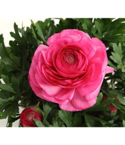 Ranunkel, Verschiedene Farben -Gartenmöbel Store 8817355 PR DE 004 RanunkelnT11DehnerExpressHerzig