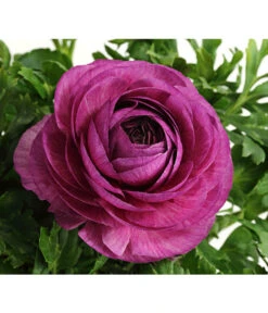 Ranunkel, Verschiedene Farben -Gartenmöbel Store 8817355 PR DE 005 RanunkelnT11DehnerExpressHerzig