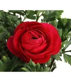 Ranunkel, Verschiedene Farben -Gartenmöbel Store 8817355 PR DE 006 RanunkelnT11DehnerExpressHerzig