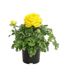 Ranunkel, Verschiedene Farben -Gartenmöbel Store 8817355 PR FS 002 RanunkelnT11DehnerExpressHerzig