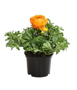 Ranunkel, Verschiedene Farben -Gartenmöbel Store 8817355 PR FS 003 RanunkelnT11DehnerExpressHerzig 1