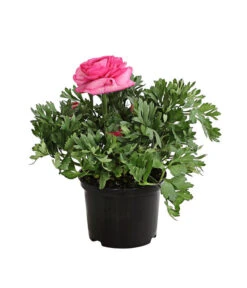 Ranunkel, Verschiedene Farben -Gartenmöbel Store 8817355 PR FS 004 RanunkelnT11DehnerExpressHerzig