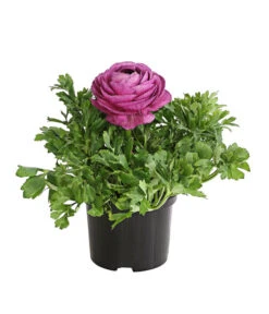 Ranunkel, Verschiedene Farben -Gartenmöbel Store 8817355 PR FS 005 RanunkelnT11DehnerExpressHerzig