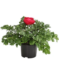 Ranunkel, Verschiedene Farben -Gartenmöbel Store 8817355 PR FS 006 RanunkelnT11DehnerExpressHerzig