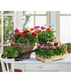 Ranunkel, Verschiedene Farben -Gartenmöbel Store 8817355 WE MO 001 Ranunkeln