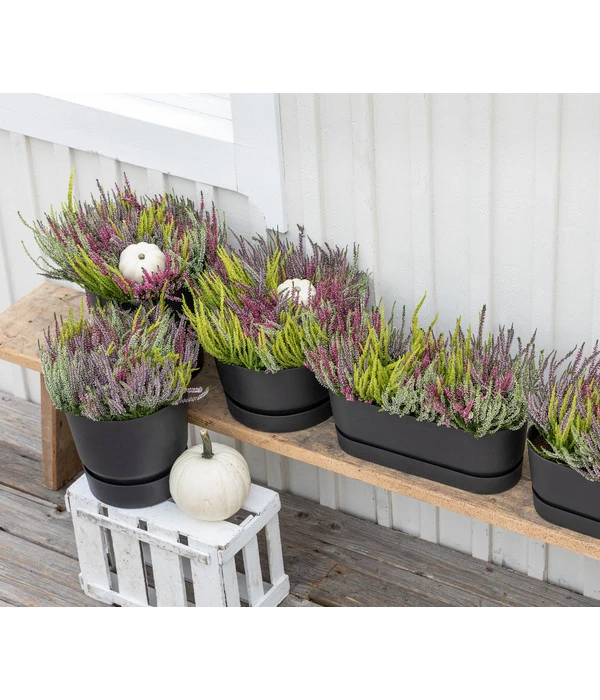 Elho Kunststoff-Topf Greenville, Ca. Ø19/H18 Cm 4 Elho Kunststoff-Topf Greenville, Ca. Ø19/H18 Cm – Bild 2