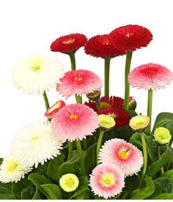 Gänseblümchen-Trio -Gartenmöbel Store 8822355 WE DE 001 BellisTrioGaensebluemchenT12DDehnerExpressHerzig