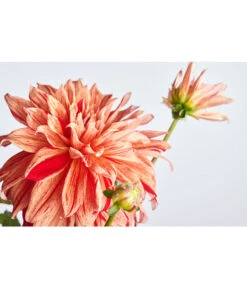 Dehner Premium Dahlie -Gartenmöbel Store 8822462 PR DE 001 DahliaHybridePremiumT25DehnerExpressZS