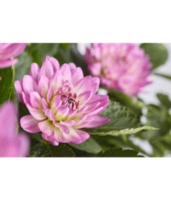 Dehner Premium Dahlie -Gartenmöbel Store 8822462 PR DE 002 DahliaHybridePremiumT25DehnerExpressZS