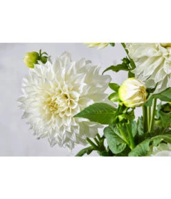 Dehner Premium Dahlie -Gartenmöbel Store 8822462 PR DE 057 DahlienPremiumT26UveSauer