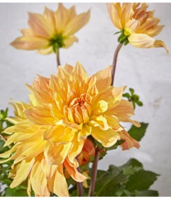 Dehner Premium Dahlie -Gartenmöbel Store 8822462 PR DE 062 DahlienPremiumT26UveSauer