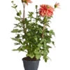 Dehner Premium Dahlie -Gartenmöbel Store 8822462 PR FS 001 DahliaHybridePremiumT25DehnerExpressZS