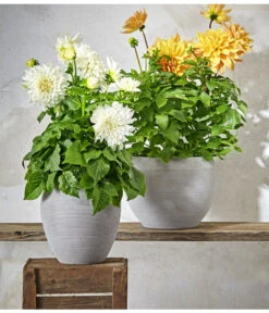 Dehner Premium Dahlie -Gartenmöbel Store 8822462 PR MO 004 DahlienPremiumT26UveSauer