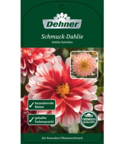 Dehner Premium Dahlie -Gartenmöbel Store 8822462 Schmuck Dahlie Etikett 1
