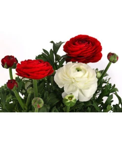 Ranunkel-Duo -Gartenmöbel Store 8823098 WE DE 001 RanukelnTwinT14