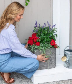 Silberregen -Gartenmöbel Store 8826190 WE MO 001 SalivaT12 RotBlau