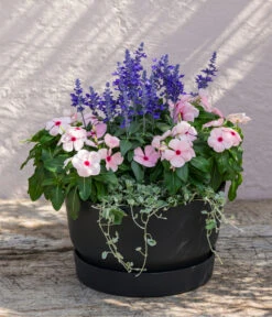 Silberregen -Gartenmöbel Store 8826190 WE MO 002 SalviafrainaceaSalbeiT12