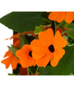 Schwarzäugige Susanne 11 Schwarzäugige Susanne -Gartenmöbel Store 8826505 WE DE 005 ThunbergiaOrangeT13