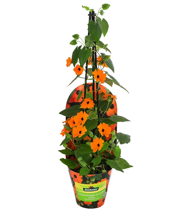 Schwarzäugige Susanne 3 Schwarzäugige Susanne