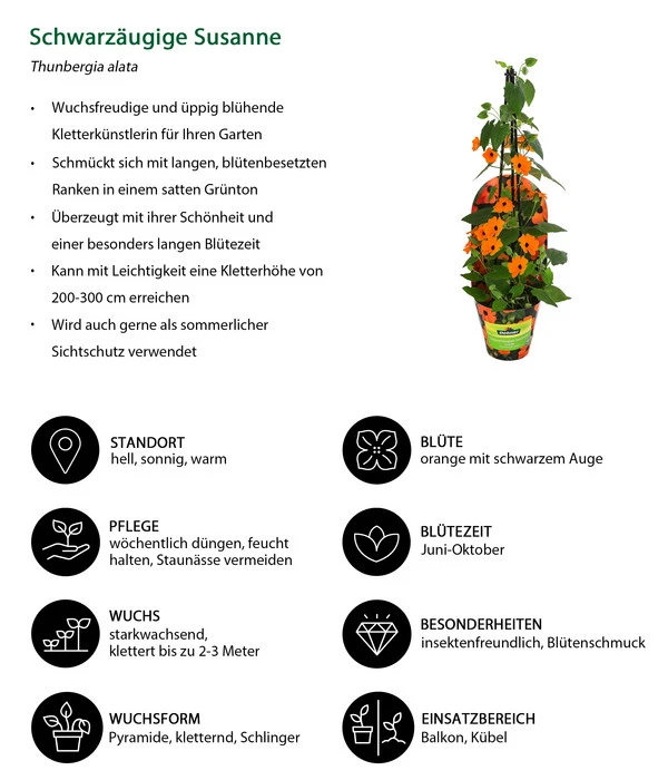 Schwarzäugige Susanne 6 Schwarzäugige Susanne – Bild 4
