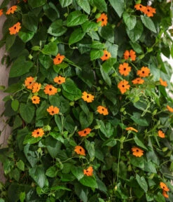 Schwarzäugige Susanne 9 Schwarzäugige Susanne -Gartenmöbel Store 8826505 WE MO 001 ThunbergiaAlataSchwarzaeugigeSusanneT13