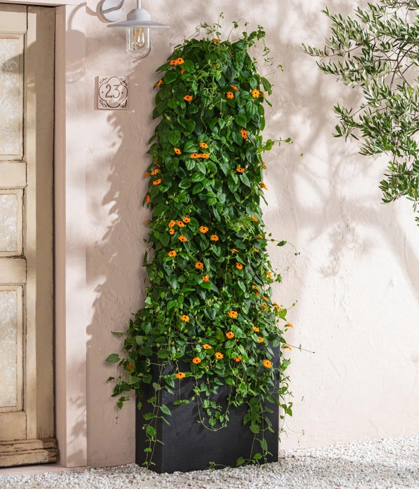 Schwarzäugige Susanne 4 Schwarzäugige Susanne – Bild 2