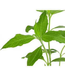 Topinambur 11 Topinambur -Gartenmöbel Store 8830184 WE DE 001 Topinambur